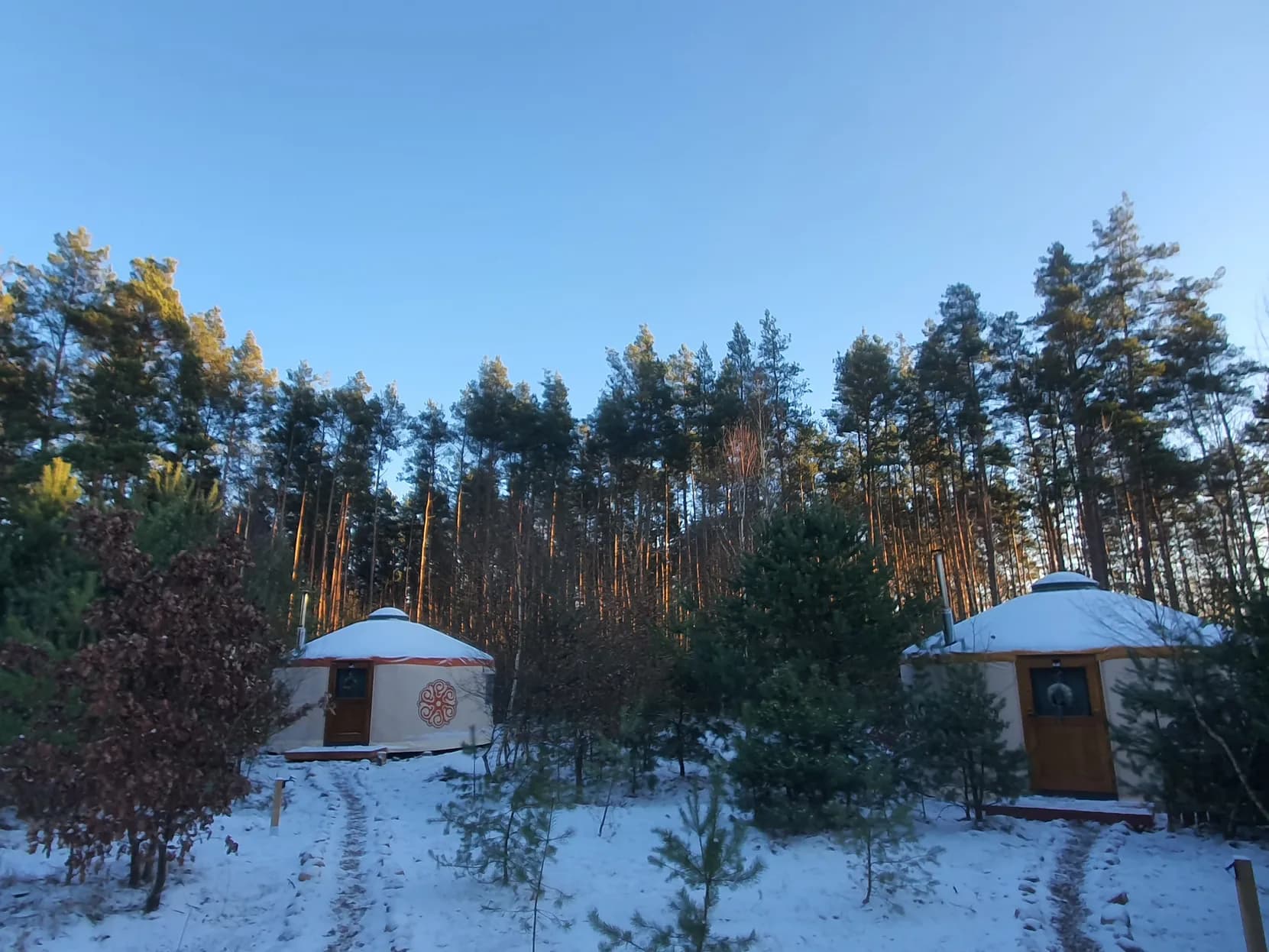 Dwie jurty zimą na śniegu, ścieżka między nimi i sosnowy las w tle