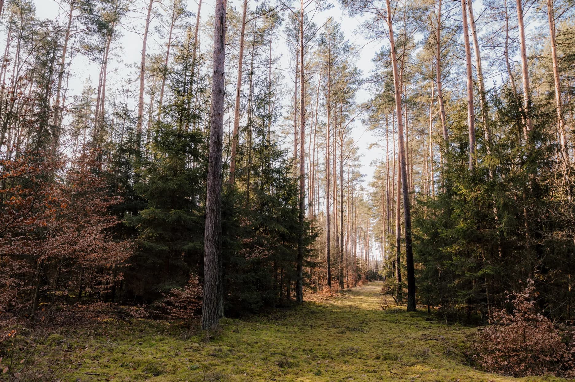 Sosnowy las otaczający siedlisko, gęste korony drzew